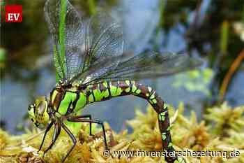 Emsdettener Venn: Libellen im Visier
