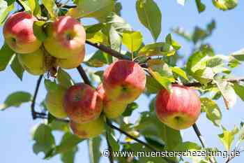 Wann und wo das Pflücken von Obst erlaubt ist