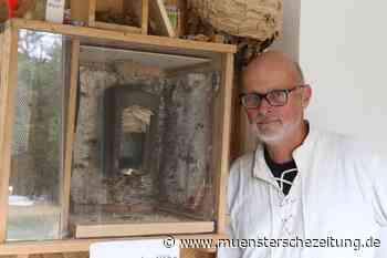 Hornissen: Ein Palast aus Pappmaché