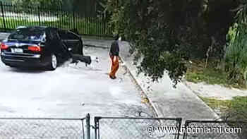 Heartbreaking video shows owner speed off after young dog abandoned at Miami park