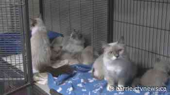 Twenty-six cats found abandoned at Barrie vet clinic