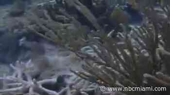 ‘It just looks horrific': Coral crisis in South Florida intensifies with widespread bleaching