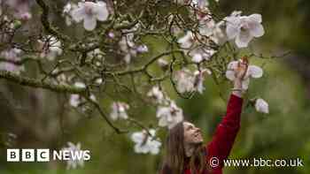 Forest for Cornwall marks milestone of 600,000 trees