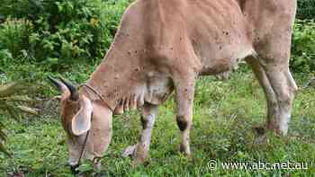 Qld without Indonesian live export facility following saleyards suspension
