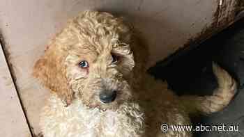 RSPCA says cost-of-living crisis factor in animal cruelty spike across southern WA