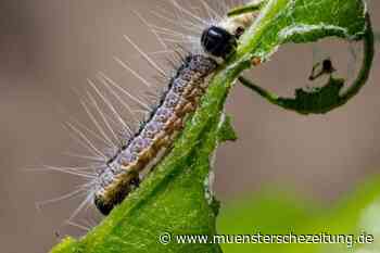 Eichenprozessionsspinner ist aktuell auf dem Rückzug
