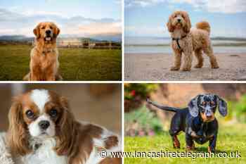 What is the UK's most popular breed of dog in 2023?