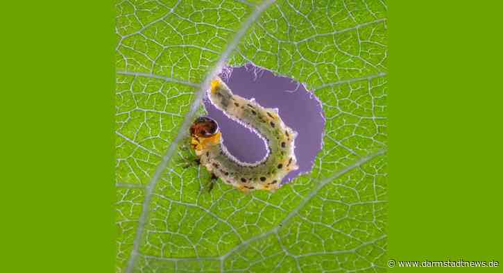 Raupe Nimmersatt: 60 Millionen Jahre alte Fraßspuren – Gemeinsame Nutzung von Nahrungspflanzen als treibende Kraft für die Vielfalt von Insekten