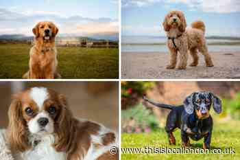What is the UK's most popular breed of dog in 2023?