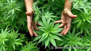Große Mengen Marihuana sichergestellt – Kripo ermittelt gegen Chieminger (63)