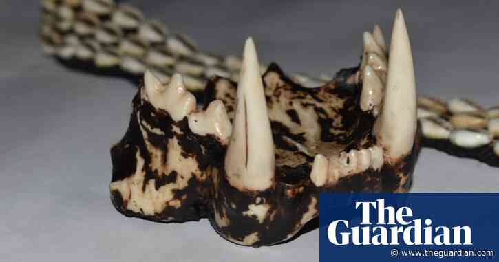 Can 3D-printed tiger teeth help save our rarest animals from extinction?
