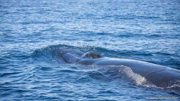 Discovery of whale carcass in Hong Kong sparks outpouring of grief, residents blame sightseers