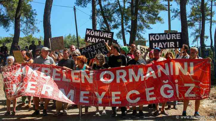 Environmental campaigners vow to persist as tree-felling for coal-mining in Turkish woodlands concludes