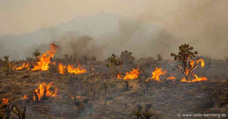 Feuer in kalifornischer Mojave-Wüste