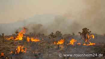 Feuer in kalifornischer Mojave-Wüste
