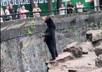 Un zoo chinois forcé de démentir qu'un humain se cache dans un costume d'ours