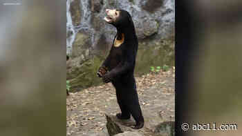 Internet skeptics believe China zoo animals are just people in costumes