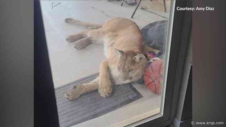 Neighbors react after a mountain lion is caught in Rio Rancho neighborhood