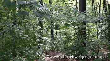 Salzgitters grüne Oasen: das Hagenholz in Thiede