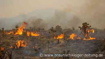 Feuer in kalifornischer Mojave-Wüste