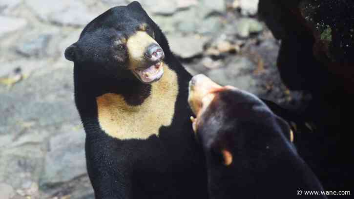 Zoo in China denies that bear in viral video is just a human wearing a costume
