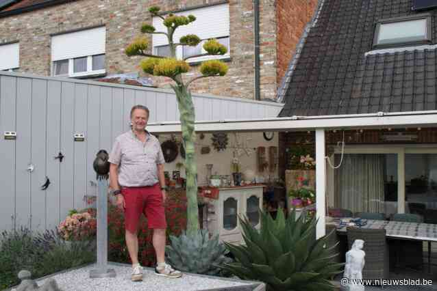 Hij moest er 30 jaar op wachten, maar nu staat bijzondere plant van Dirk voor het eerst én het laatst in bloei: “De enige in België”