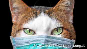 Vogelgrippe bei Katzen: Müssen sich deutsche Halter sorgen?