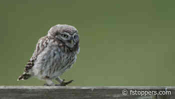A Day Out With the Little Owls