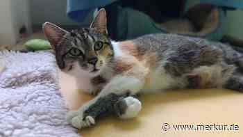 Minka „wurde leider nie vermisst“: Tierheim sucht Zuhause für kranke Katze
