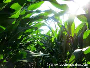 Producers cautiously optimistic, despite crop price volatility
