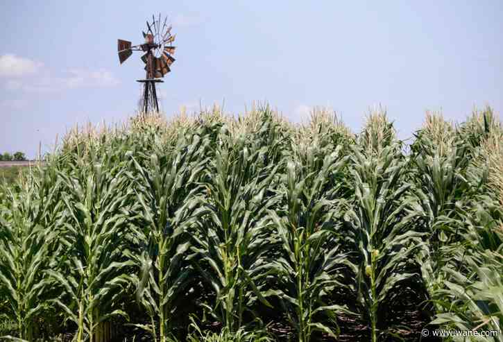 Why farmers detassel corn in Indiana; Importance of seed fields