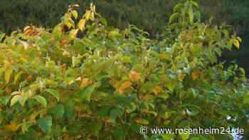 Effektive Unkrautvernichtung: Mit Starkstrom geht es dem Staudenknöterich an die Wurzel