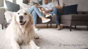 Hunde gehören nicht zum Existenzminimum – doch was kosten die Vierbeiner eigentlich?