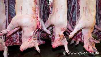 Bamberg: Schlachthof-Mitarbeiter entwendet 400 Schweinehälften