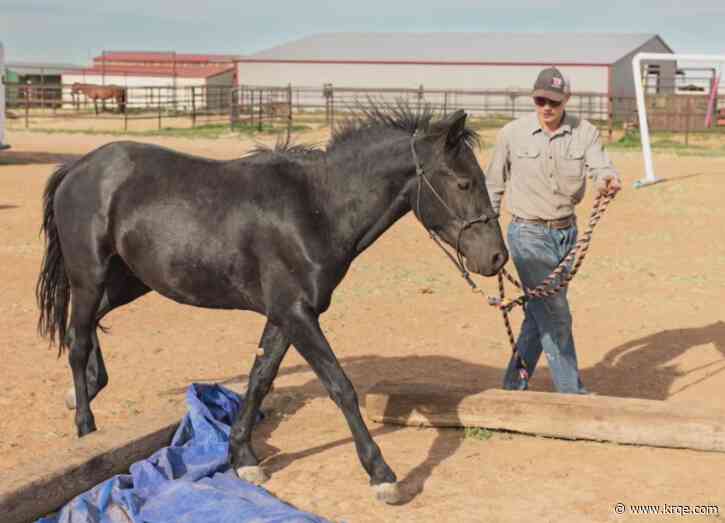 Walkin N Circles Ranch hosting an upcoming horse adoption event