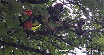 Cat stuck up tree in County Durham for four days rescued by tree surgeon and RSPCA