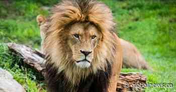 Calgary Zoo’s African lion dies during recovery from veterinary exam