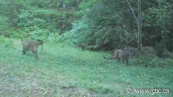 5 cougars caught on trail camera by wildlife enthusiast in Powell River, B.C.