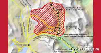 Bear concerns in Banff National Park prompt trail closures, restrictions