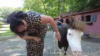 A miniature horse is leaving hoof prints on hearts with therapeutic work