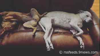 Where to share your pup pics on National Mutt Day