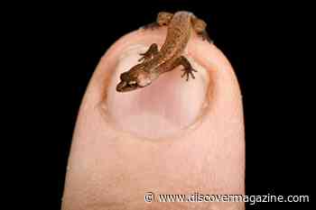 9 of the Smallest Animals in the World and Where They Live