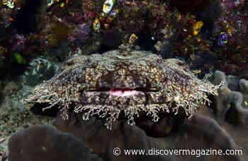 What Makes These 7 Shark Species Stand Out Among the Rest?