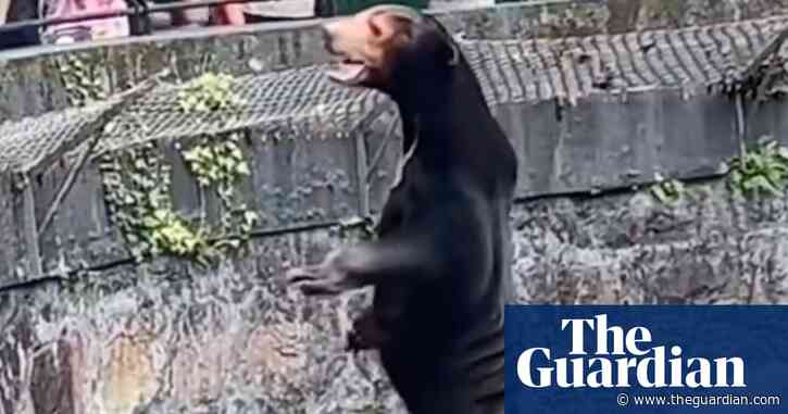 ‘Human in a costume’ sun bear draws crowds to Chinese zoo