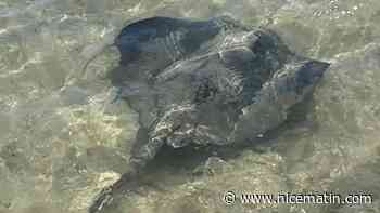 Une raie observée au bord de l'eau à Marseille, la plage immédiatement fermée