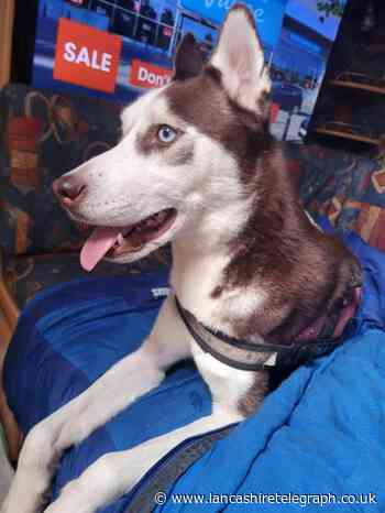 Darwen fire leaves husky needing permanent home