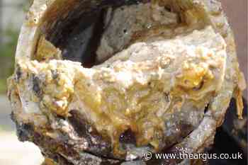 Brighton buses could be powered by sewer fat biofuel