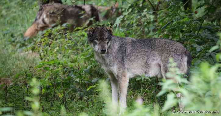 Almbauern: schneller Abschuss bei «übergriffigen» Wölfen