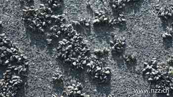 Meerestiere an Schiffsrümpfen sind ein Problem. Doch Gegenmittel sind hochgiftig