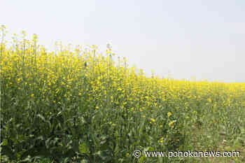 More moisture still needed for farmers, says latest Alberta Crop Report